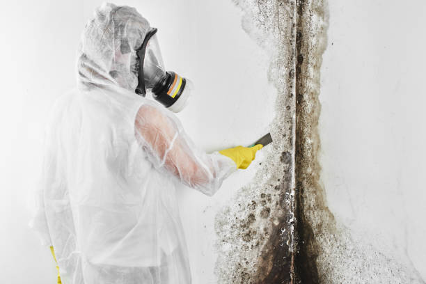 Best Basement Mold Remediation in Stroville, CA