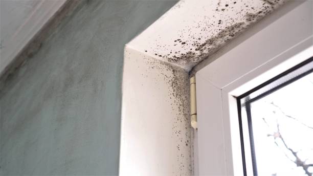 Best Black Mold Remediation in Stroville, CA