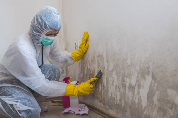 Best Residential Mold Remediation in Stroville, CA