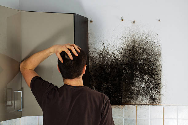 Professional Mold Remediation in Castroville, CA